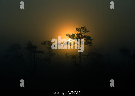 A beautiful disc of a rising sun behind the pine tree. Dark, mysterious morning landscape. Apocalyptic look. Artistic, colorful scenery. Stock Photo