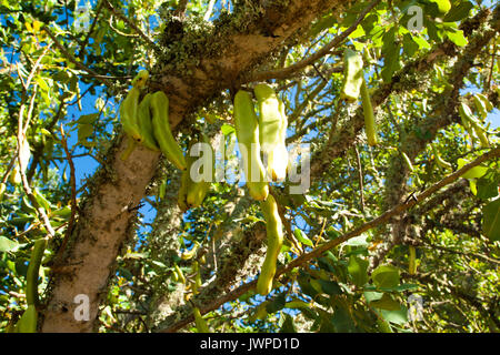 Parmentiera edulis - candle tree green exotic fruit Stock Photo