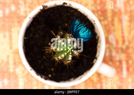 Green cactus with blue flower in a mug Stock Photo