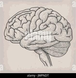 Anatomical Brain heart hand drawn organ sketch. Medicine, Vector illustration poster. Anatomical high detailed tattoo art. Medical study info graphics Stock Vector