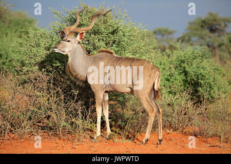 Male kudu antelope (Tragelaphus strepsiceros) in natural habitat, South Africa Stock Photo