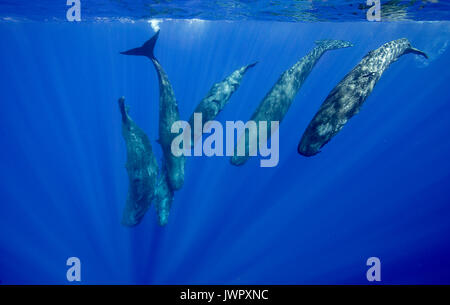 Pod of sperm whale calves and their mother diving, image was taken off the north western coast of Mauritius. Stock Photo