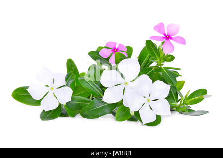 catharanthus roseus flower with green leaves isolated on white background Stock Photo