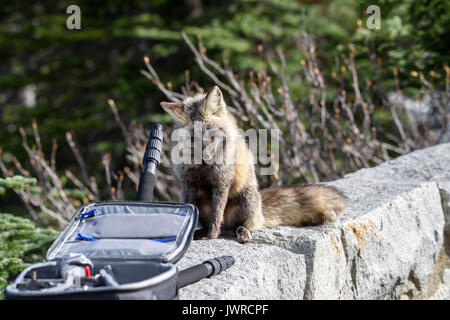 Cascade Fox Stock Photo