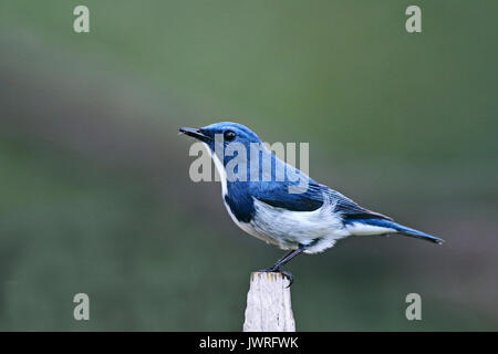 Ultramarine Flycatcher, Little Cute And Beautiful Blue Bird