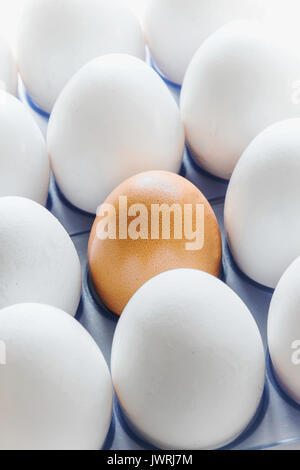 One brown egg in the middle of the white eggs Stock Photo