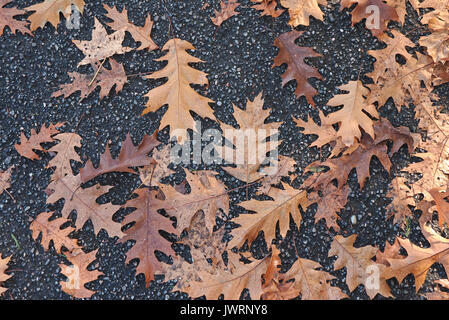 Quercus rubra leaves Stock Photo