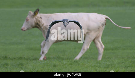 Grey Heron in frontal flight position with a running cow in the background. Stock Photo