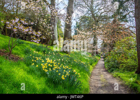 Flowering spring daffodils and tree blossom in the woodland walk at Minterne Gardens, Dorset, England, UK Stock Photo