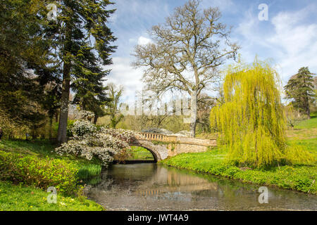 Flowering cherry blossom and a weeping willow near Lady Eleanor's bridge over the River Cerne in Minterne Gardens, Dorset, England, UK Stock Photo