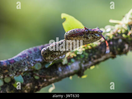 Eyelash viper, Bothriechis schlegelii lying in a tree with his tongue out at Laguna del lagarto, Boca Tapada, San Carlos, Costa Rica Stock Photo