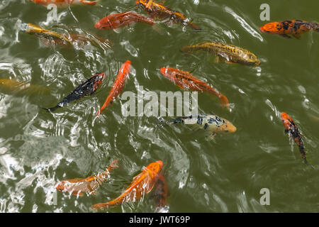 a group of beautiful koi carp fish are swimming in the natural clear pond Stock Photo