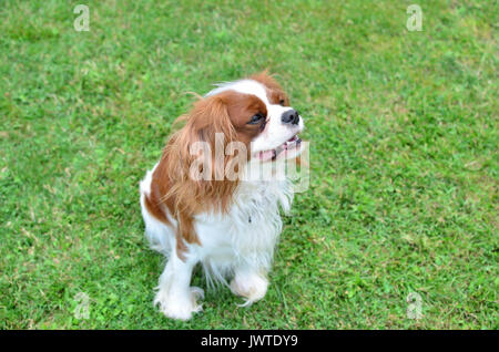 Charming dog - cavalier King Charles Spaniel - standing on a green lawn Stock Photo