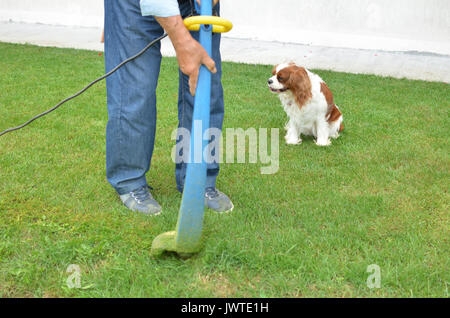 Lawn trimmer in action in a man's hands and a doggy in a background Stock Photo