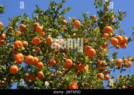 Oranges growing on trees in an orchard, on the Costa Blanca, Spain. Stock Photo