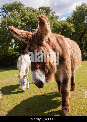 Dartanyan, a long haired donkey at Sidmouth donkey sanctuary Stock Photo