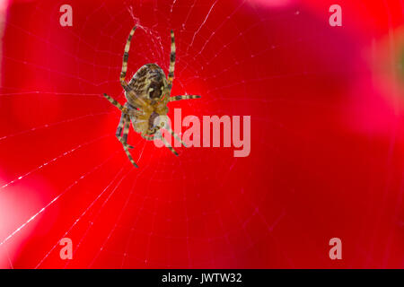 Common Garden Spider, Araneus diadematus, in a web with a red background. View of underside and abdomen. In a garden in Shropshire, England. Stock Photo