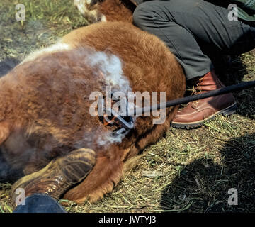 Smoke rises from burning hair and flesh as a young steer is held down on the ground and branded with a hot branding iron by cattlemen on a ranch in Southern California, USA. The design of the brand identifies the owner of the animal. Such branding of cattle is a tradition of the Old West in the United States. Stock Photo