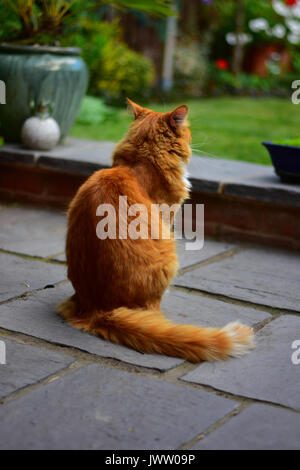 Ginger Cat sitting in an english garden Stock Photo