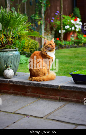 Ginger Cat sitting in an english garden Stock Photo
