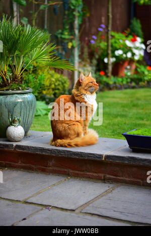 Ginger Cat sitting in an english garden Stock Photo