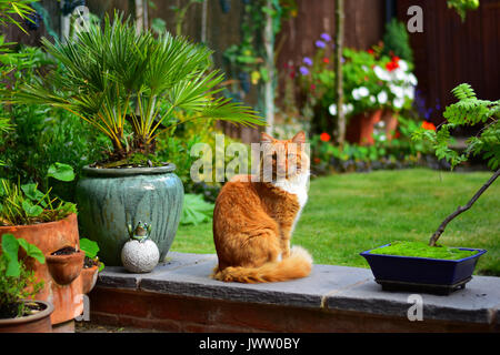 Ginger Cat sitting in an english garden Stock Photo