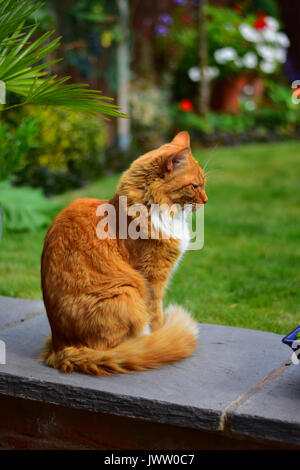Ginger Cat sitting in an english garden Stock Photo