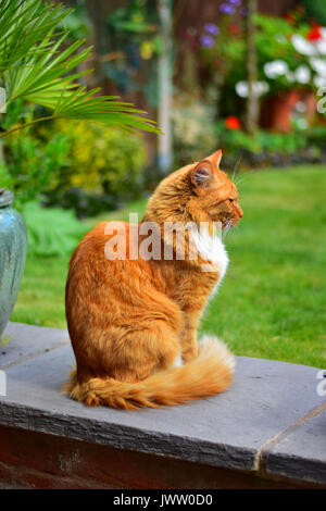 Ginger Cat sitting in an english garden Stock Photo