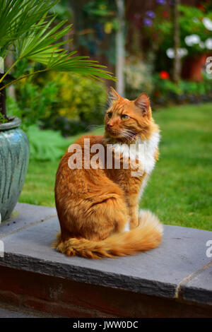 Ginger Cat sitting in an english garden Stock Photo