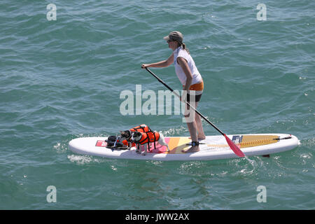 Bognor Regis, UK. 13th August, 2017. A woman paddle boards with her dgos in life jackets in the warm sunny weather ahead of the International Bognor Birdman competition, at Bognor Regis, West Sussex, UK Sunday August 13, 2017. A hot and sunny afternoon with a gentle breeze provided the perfect weather conditions for the annual event. Photograph : Credit: Luke MacGregor/Alamy Live News Stock Photo