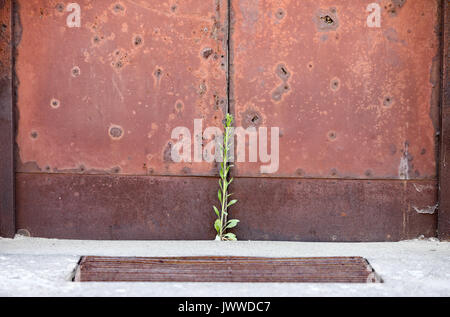 A plant is growing at the entrance door to Block 10 in the former Auschwitz concentration camp in Oswiecim, Poland, 26 June 2017. Executions have taken place at the 'Black Wall' in the yard between Block 10 and 11 until December 1943. The major paramilitary organization in Nazi Germany, SS (Schutzstaffel, lit. 'Protection Squadron') ran the concentration and death camp between 1940 and 1945. Approximately 1.1 to 1.5 million people, most of them Jewish, have been killed in the camp and its satellites. Auschwitz stands as the symbol for the industrialized mass murder and the holocaust of Nazi Ge Stock Photo