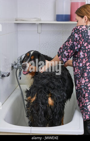 Woman bathing bernese mountain dog. Big dog in bathtub. Stock Photo
