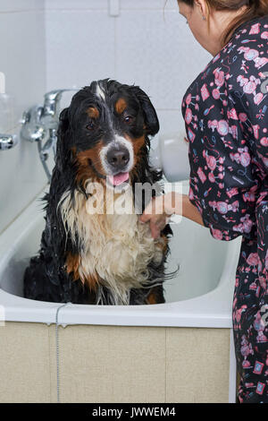 Bernese mountain dog being bathed. Cute big dog in bathtub. Why do dogs like water. Stock Photo