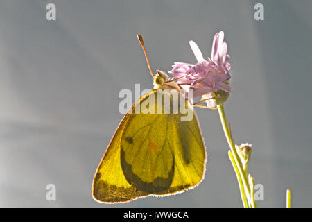 Portrait of a Western Sulphur butterfly, Colias occidentalis, on a wildflower resting. Stock Photo