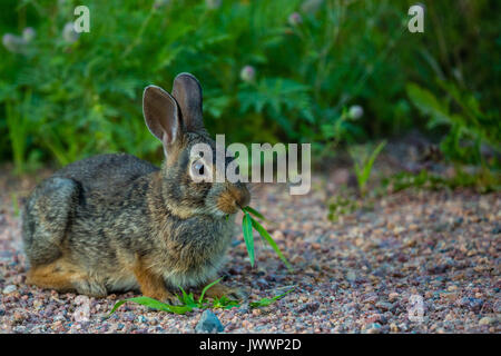 Eastern cottain tailed rabbit (Sylvilagus floridanus), eating grass in the summertime Stock Photo