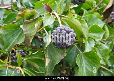 Common ivy (Hedera helix) Stock Photo