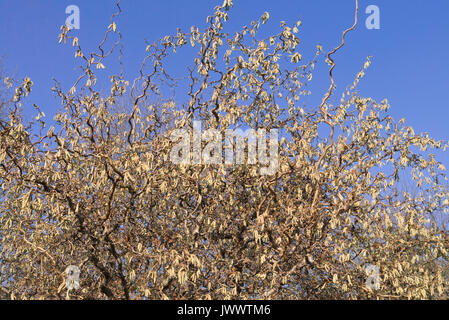 Harry Lauder's walking stick (Corylus avellana 'Contorta') Stock Photo