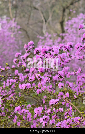 Siberian alpenrose (Rhododendron dauricum syn. Rhododendron sichotense ...