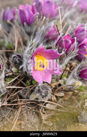 Common pasque flower (Pulsatilla vulgaris) Stock Photo