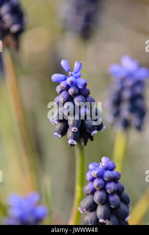 Common grape hyacinth (Muscari neglectum) Stock Photo