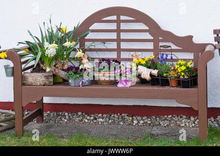 Daffodils (Narcissus), violets (Viola), primroses (Primula) and grape hyacinths (Muscari) in flower pots on a garden bench Stock Photo