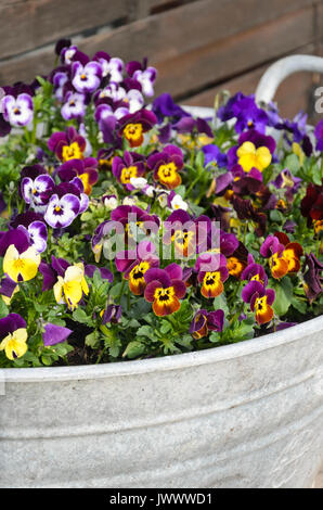 Horned pansy (Viola cornuta) in a tin trough Stock Photo