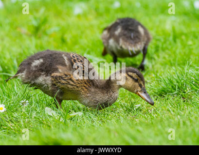 Cute Mallard duckling (Anas platyrhynchos) on grass in Summer, in West Sussex, England, UK. Young Mallard duck chick. Stock Photo