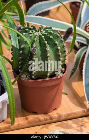 Image of a round potted cactus. Stock Photo