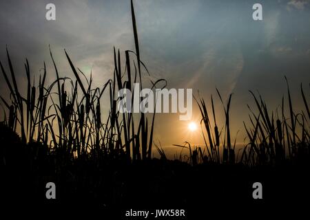 Beautiful lanscape Teufelsmoor near Bremen - Gemany Stock Photo