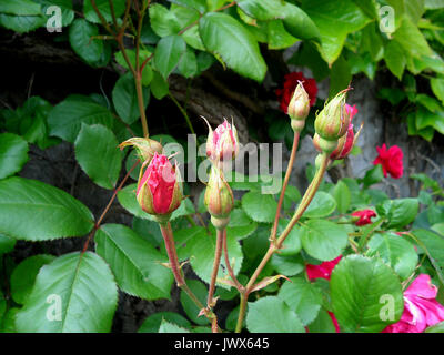 Bunch of vivid pink Rose flower buds amongst green leaves, Belgium Stock Photo