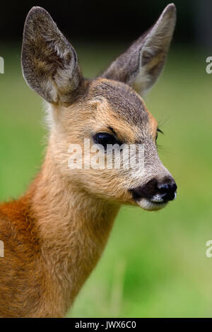 Baby roe deer on green summer meadow Stock Photo