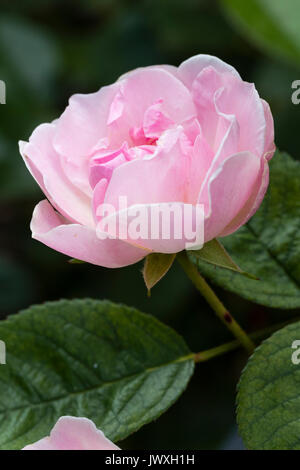 Pink bloom of the semi double dwarf polyantha rose, Rosa 'Nathalie Nypels' Stock Photo
