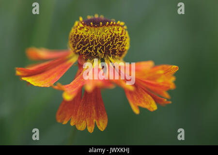 Orange Helenium flower with clear and smooth green  blurred background Stock Photo