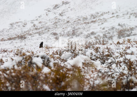 Gray wolf (Canis lupus) howling while sitting on snow covered tundra in Sable Pass, Denali National Park, Alaska Stock Photo